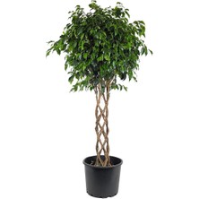 Gardenkoala Ficus Daniella Örgü – Ficus Binnendijkii ‘amstel Queen' – 60 cm