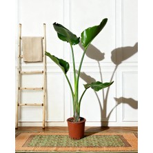 Gardenkoala Starliçe (Cennet Kuşu Çiçeği) – Strelitzia Nicolai – Tek Gövdeli, 19 cm Saksı