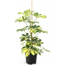 Gardenkoala Şeflera – Schefflera Arboricola – 17 cm Saksı
