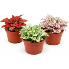 Gardenkoala Karışık Benekli Bitki – Hypoestes – 8,5 cm Saksı – 3'lü Set