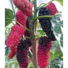 Arslanfidan Avusturya Dut Fidanı / Yediveren Karadut 2-3 Yaş