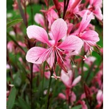 Arslanfidan Pembe Çiçekli Gaura Bitkisi 30-40 cm