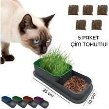 Topraksız Kedi Çimi Kabı