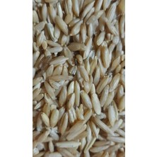 Vivid Kabuksuz Yulaf 1 kg - Muhabbet Kuşu