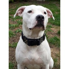 Balkonda Köpek Boyun Tasması Ayarlanabilir Büyük Irk 5 cm Genişlik Emniyet Kemeri Kolon Kordon