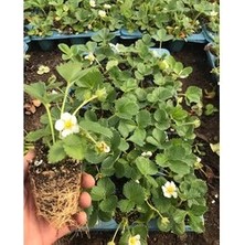 Kağan Fide Market Yediveren Çilek Fidesi  4ADET