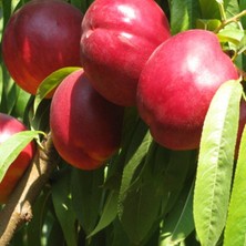 Fidan Sepetim 6 Yaş Aşılı Venüs Tüysüz Şeftali Fidanı (Nektarin) *root Ball*