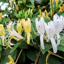 Fidan Sepetim 2 Yaş Hanımeli Fidanı