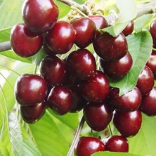 Fidan Sepetim 3 Yaş Aşılı Ziraat 900 Kiraz Fidanı *yarı Bodur*