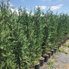 Fidan Sepetim Leylandi ( Cupressocyparis leylandii ) 200-220cm