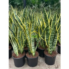 Fidan Sepetim Paşa Kılıcı Çiçeği Sanseveria 80-100cm