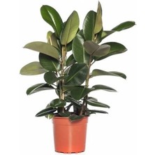 Fidan Sepetim Kauçuk Çiçeği Tekli 50-60cm