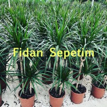 Fidan Sepetim Dracaena Marginata Çiçeği 2 Gövdeli