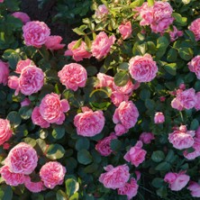 Fidan Sepetim 3 Yaş Pembe Renkli Isparta Sarmaşık Gül Fidanı