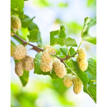 Fidan Sepetim 5 Yaş Aşılı Beyaz Dut Fidanı