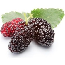 Fidan Sepetim 5 Yaş Aşılı Siyah Dut Fidanı