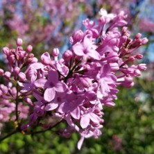 Fidan Sepetim 2 Yaş Leylak Fidanı (Syringa Chinensis)