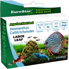 Snmswrld Eurostar Bitki Tohum Large Leaf Base Plant