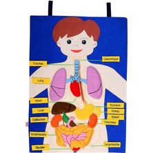 Edutoys Vücudumuz Pano (Cırtcırtlı)-İngilizce