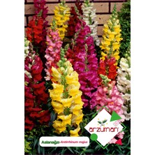 Arzuman Aslan Ağzı Çiçek Tohumu