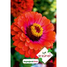 Arzuman Beybeğendi Zinnia Çiçek Tohumu