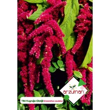 Arzuman Tilki Kuyruğu Çiçek Tohumu
