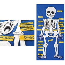 Edutoys İSKELET MODELİ PANOSU (CIRTCIRTLI)