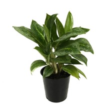 Betonish Aglaonema 'Key Lime' (Çin Herdemyeşil)