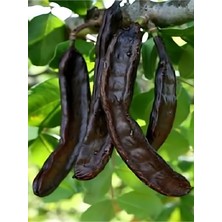 Zencefil Organik Keçiboynuzu 1 kg