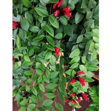 Arslanfidan Ruj Çiçeği 40-60 cm ( Aeschynanthus Radicans )
