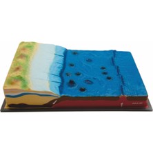 Edulab DENİZ DİBİNİN YAPISI