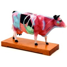 İNEK MODELİ EDULAB