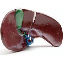 Edulab KARACİĞER MODELİ