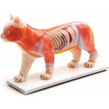 KEDİ MODELİ EDULAB