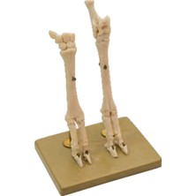 Edulab KOYUNLARIN AYAK MODELİ