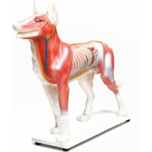 KÖPEK MODELİ EDULAB