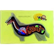 Edulab KÖPEĞİN İÇ YAPISI MODELİ