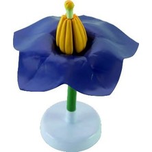 Edulab PATATES ÇİÇEĞİ