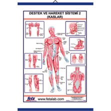 Edulab DESTEK VE HAREKET SİSTEMİNDE KASLAR LEVHASI