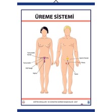 Edulab ÜREME SİSTEMİ LEVHASI (70X100 CM)