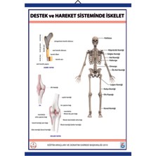 Edulab DESTEK VE HAREKET SİSTEMİ LEV.(140X100 CM.KEMİK SİSTEMİ)