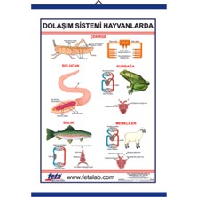 Edulab DOLAŞIM SİSTEMİ LEVHASI (HAYVANLARDA)