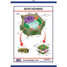 Edulab BİTKİ HÜCRESİ LEVHASI