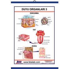 Edulab DUYU ORGANLARI 3 LEVHASI