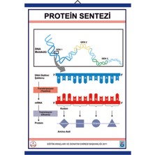 Edulab PROTEİN SENTEZİ LEVHASI (70X100 CM)