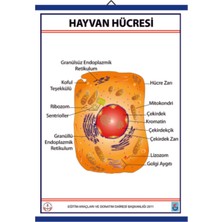 Edulab HAYVAN HÜCRESİ LEVHASI (70X100 CM)