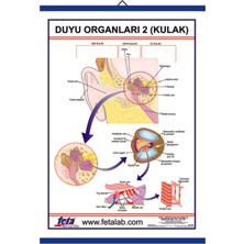 Edulab DUYU ORGANLARI 2 LEVHASI (KULAK)