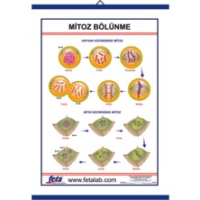 Edulab MİTOZ BÖLÜNME LEVHASI