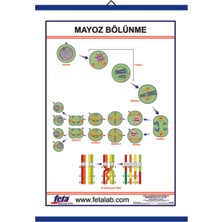 Edulab MAYOZ BÖLÜNEYENİ  LEVHASI