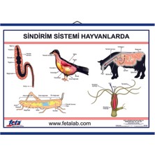 Edulab SİNDİRİM SİSTEMİ LEVHASI (HAYVANLARDA)